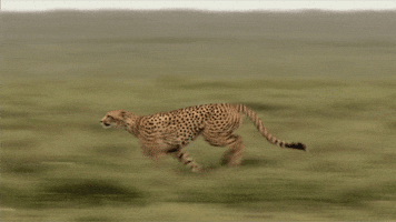 cheetah running GIF