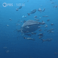 GIF by Nature on PBS