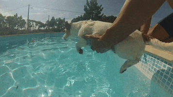 leswauz cute dog puppy swim GIF