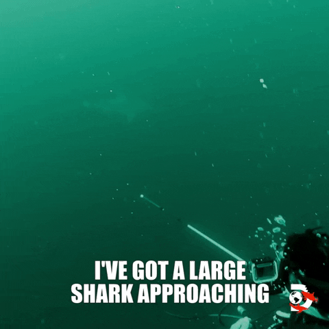 Water Ocean GIF by Shark Week