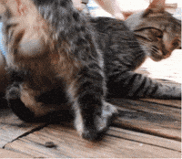 Quaking GIFs - Get the best GIF on GIPHY