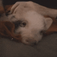 tired pig GIF