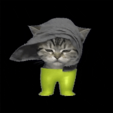 Cat Kitten GIF by POST-WEB