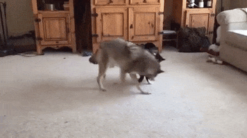 Cat Coyote GIF