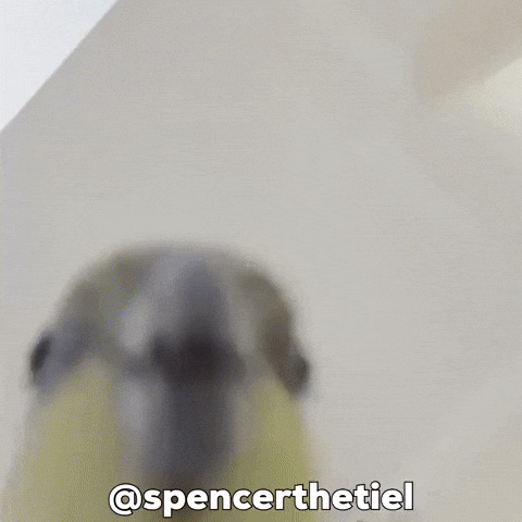 Instagram Bird GIF