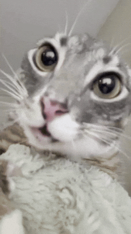 Cat Licking GIF