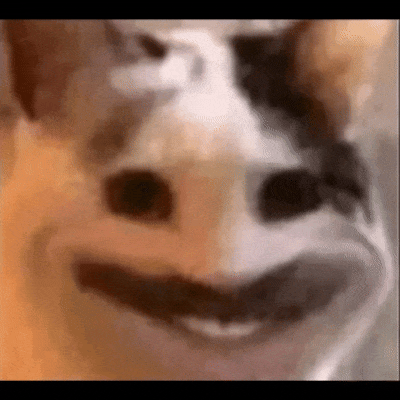 Cat Smile GIF by Tondrakht