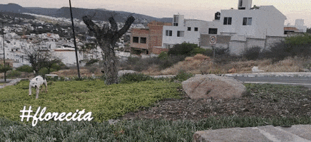 Florecita GIF