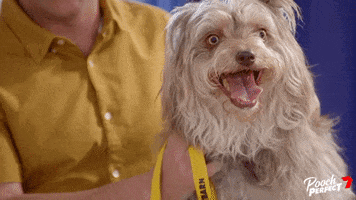 Dog GIF by Channel 7