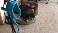 200w.gif