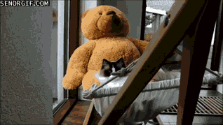 teddy bears cat GIF