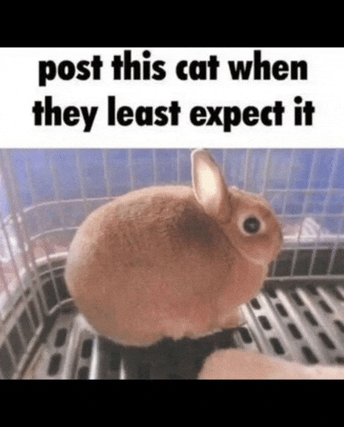 Cat GIF