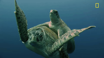 Nat Geo Ocean GIF by National Geographic Channel