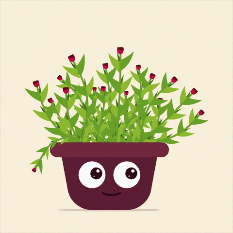 Animation GIF