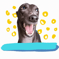 Oops GIF by Greyhound Rescue
