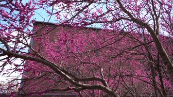 College Spring GIF by UNC-Chapel Hill
