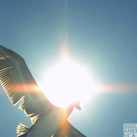 Birds Flying GIF by BBC America