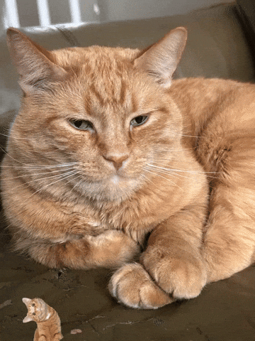 Cat GIF