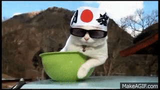 cat