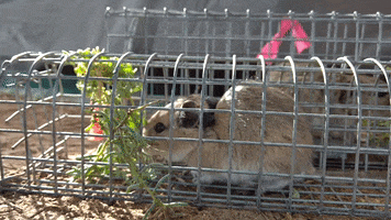 Tympanoctomys GIF
