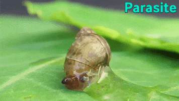 Nature GIF