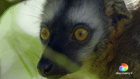 Lemurs | Endangered