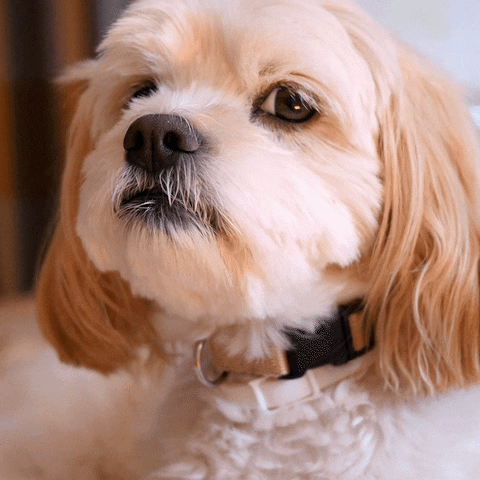 JumpConsulting dog puppy spaniel jump consulting GIF