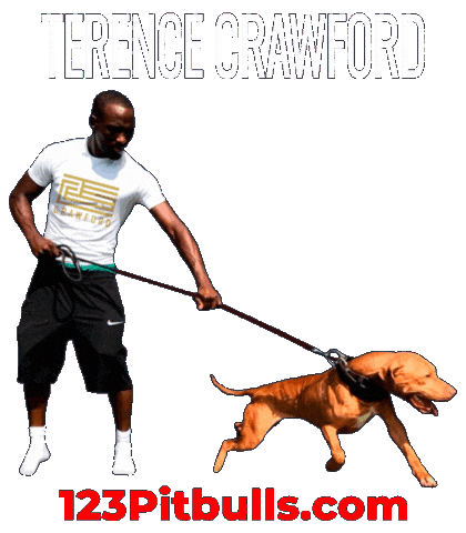 Terence Crawford Pitbull Sticker by Chico Lopez