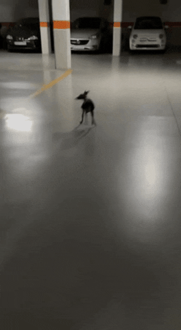 Animated GIF