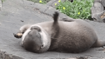 otter nuts GIF