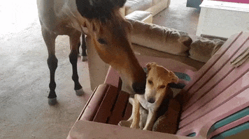 Curacao Rescue Dog GIF by Pippi's opvang