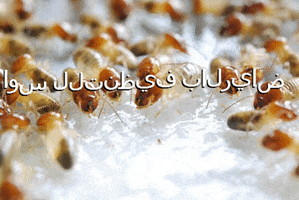 دريم هاوس للتنظيف بالرياض GIF