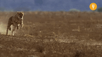 Cheetah Running GIF by CuriosityStream