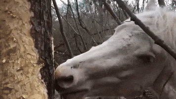 Ds106 GIF