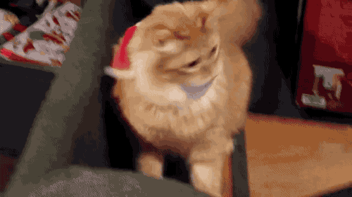 giphy.gif