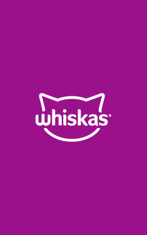 Kitty Statue GIF by WhiskasOfficial