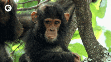 chimp chimpanzee GIF by EARTH A New Wild
