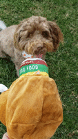 Dog Food Doodle GIF by Geekster Pets