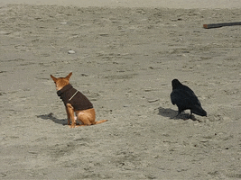 Dog Bird GIF by America's Funniest Home Videos's Funniest Home Videos
