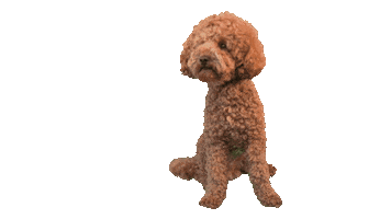 Poodle Sticker