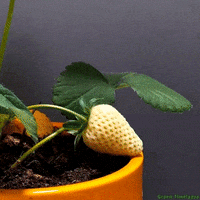 Grow Plant Growth GIF by dualvoidanima