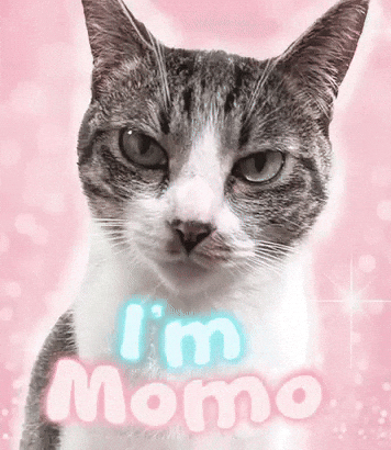 Mr P Cat GIF
