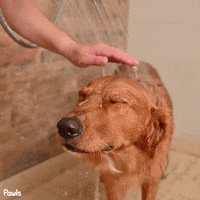 Dogshampoo GIFs - Find & Share on GIPHY