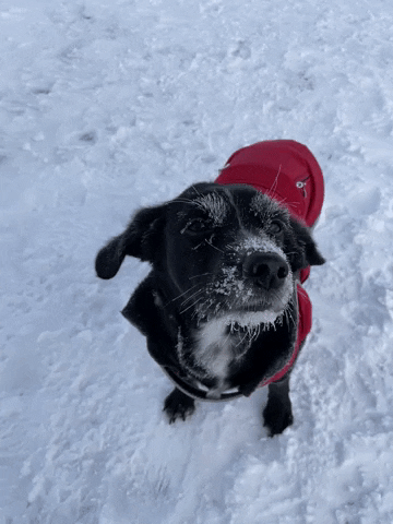 adela_nevecerela GIF