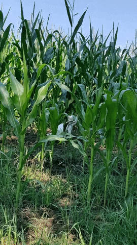 Cat GIF