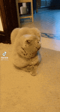 Cats Reaction GIF by TikTok MENA