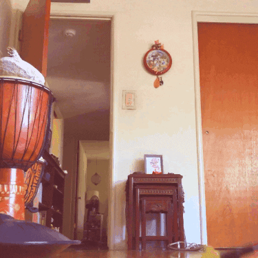 Cat GIF