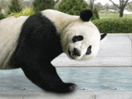Exercise Panda GIF