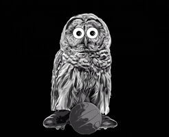 VLSPN GIF