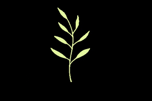 Aesthetic GIF
